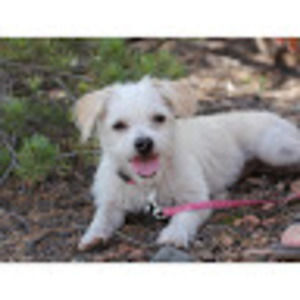 Meet your Posher, Irene